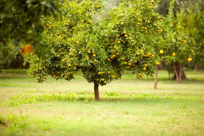 Orangenbäume auf einer grünen Wiese