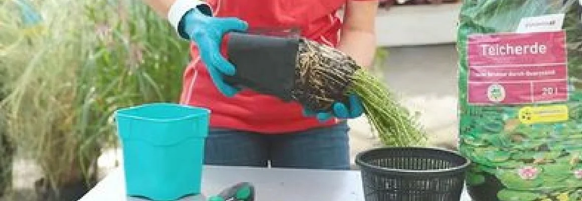 Person beim Umtopfen einer Pflanze