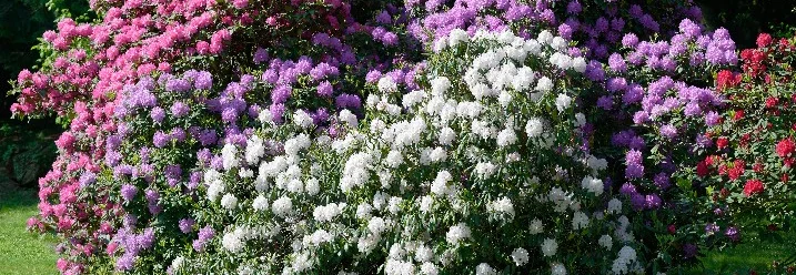 Blühende Rhododendronbüsche in verschiedenen Farben