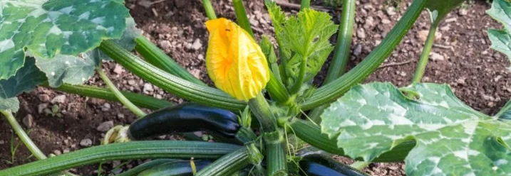 Zucchinipflanze mit Blüten