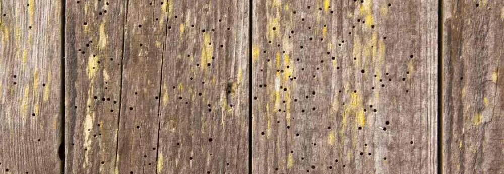 Holztür mit Holzwurmlöchern.