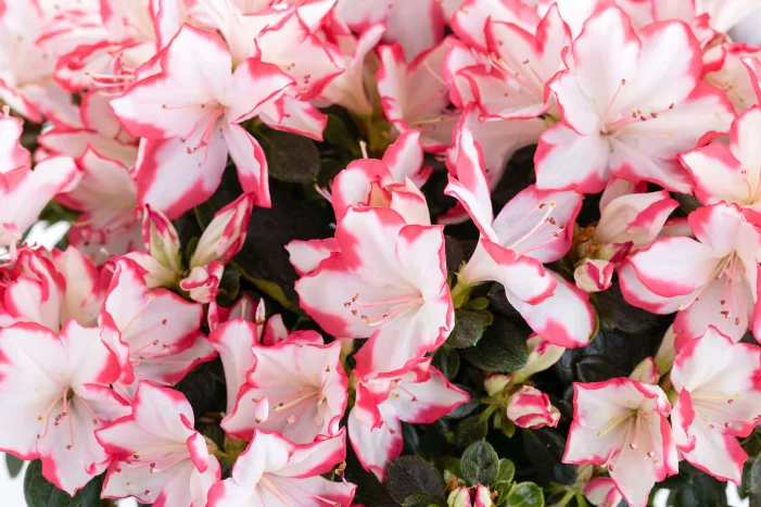 Weiße Alpenrosen mit rosa Rändern