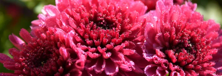 Nahaufnahme von pinken Chrysanthemen