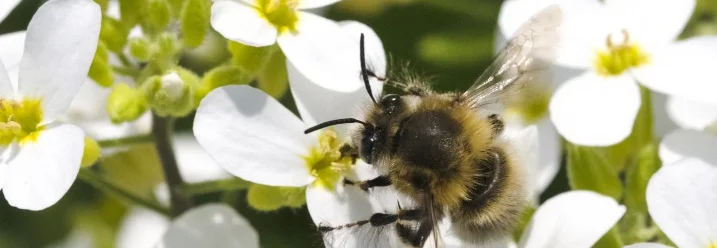 Biene auf weissen Blüten