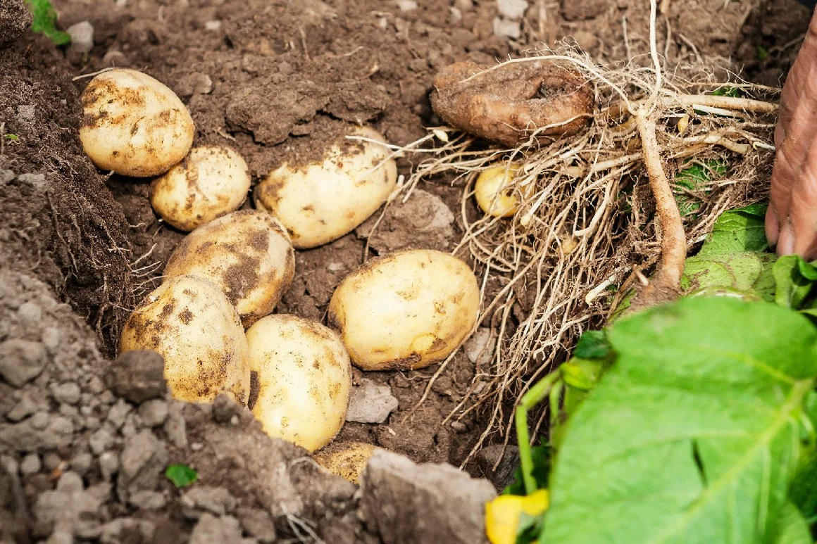 Frisch geerntete Kartoffeln im Gartenbeet