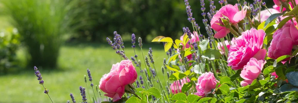 Rosafarbene Rosen und Lavendel