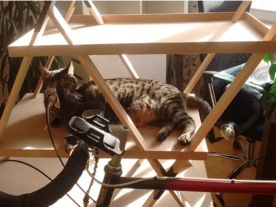 Getigerte Katze ruht auf einem Holzregal