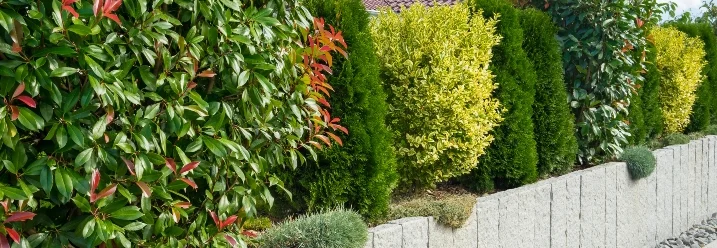 Gartenhecke mit Granitsteinen