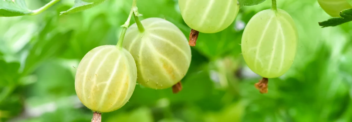 Grüne Stachelbeeren an einem Strauch