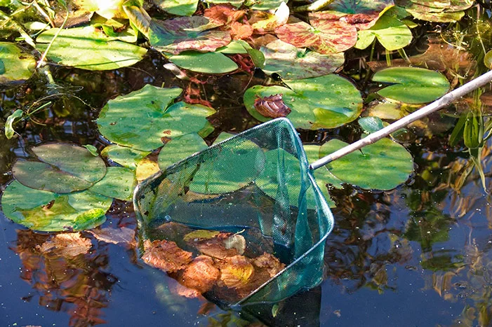 Kescher im Gartenteich