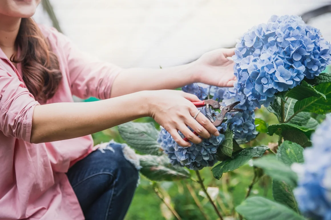 Person schneidet blaue Hortensie mit Gartenschere