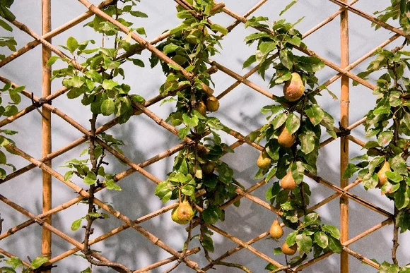 Birnenbaum an Bambusspalier