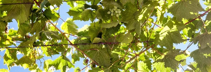 Weinreben vor blauem Himmel