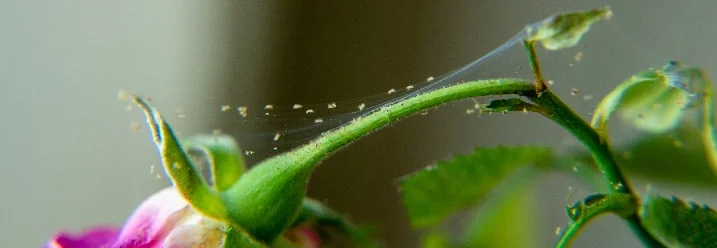 Spinnmilben auf Rosenblüte