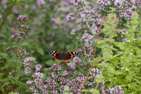Ein Schmetterling auf blühenden Pflanzen