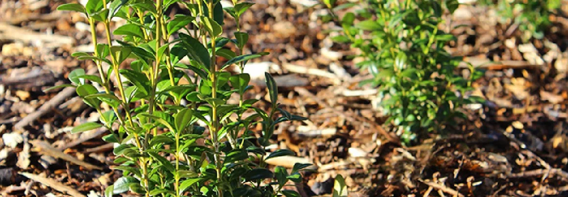 Drei kleine Buchsbäume im Garten