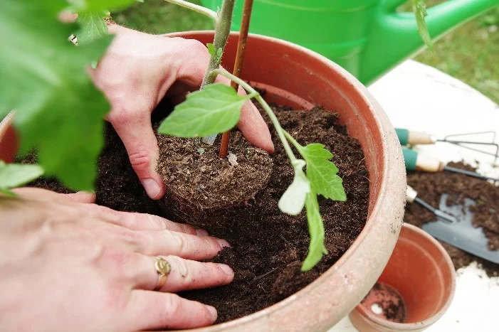 Tomatenpflanze eintopfen