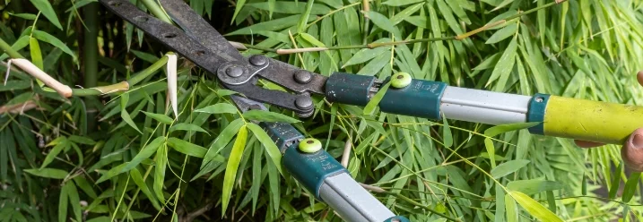 Person schneidet Bambus mit Gartenschere