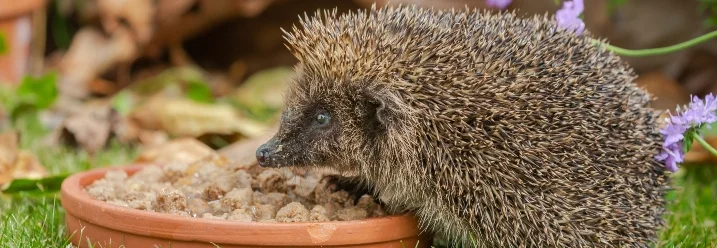 Igel frisst aus einem Napf