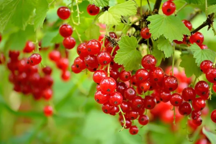 Rote Johannisbeeren an einem Strauch