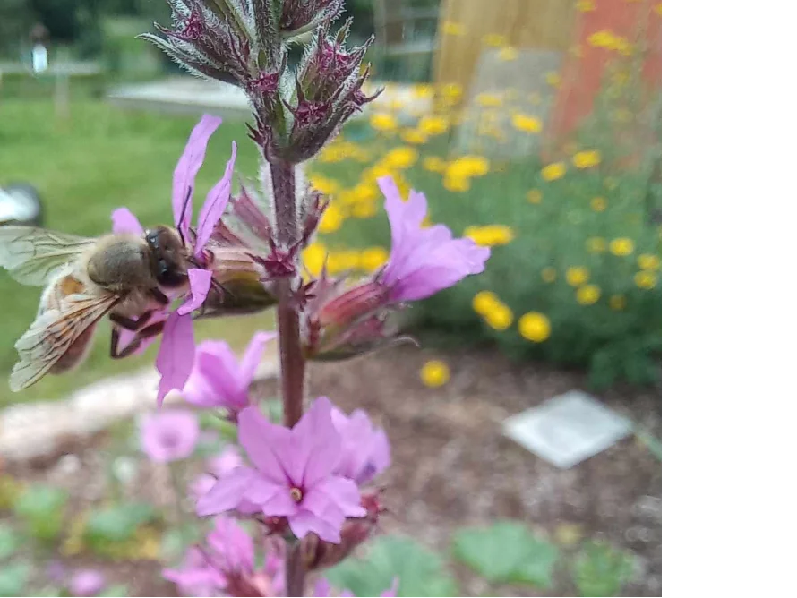 Biene auf lila Blume