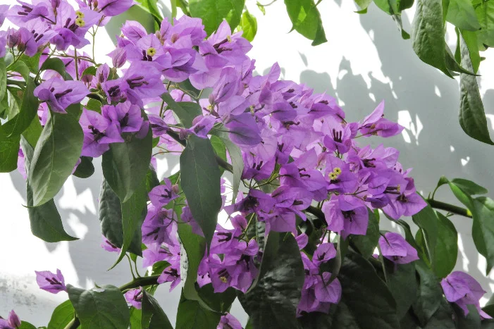 Lila Bougainvillea vor weißer Wand