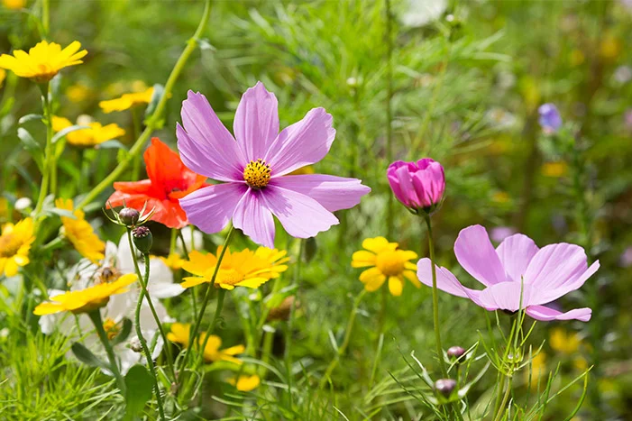 Bunte Blumenwiese