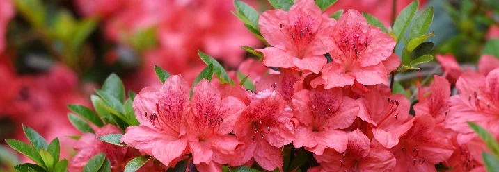 Rosa Rhododendrenblüten