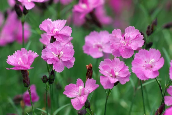 Rosa Blüten auf einer grünen Wiese