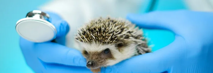 Tierarzt untersucht Igel mit Stethoskop