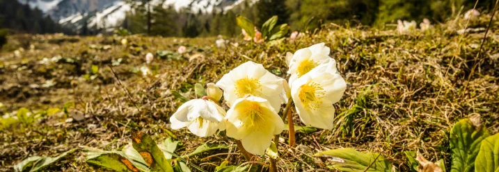 Weiße Blüten vor Berglandschaft