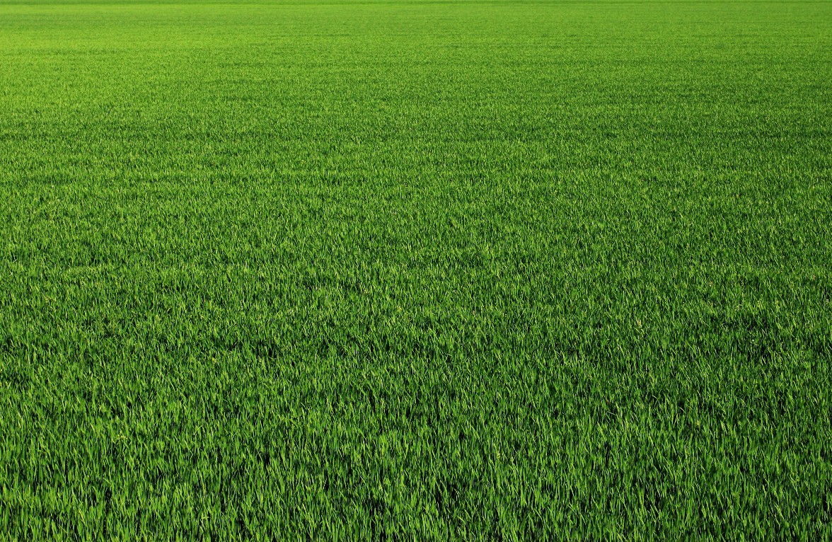 Große grüne Wiese